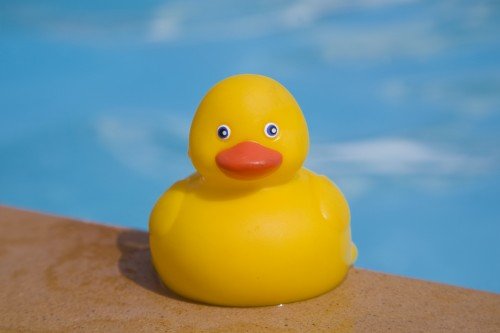 rubber ducky in pool _52999591